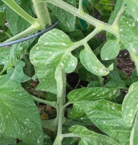 White Spots on Tomato Plants (Causes & Natural Treatments)