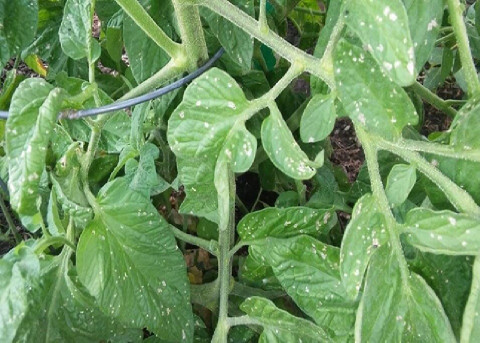 White Spots on Tomato Plants (Causes & Natural Treatments)