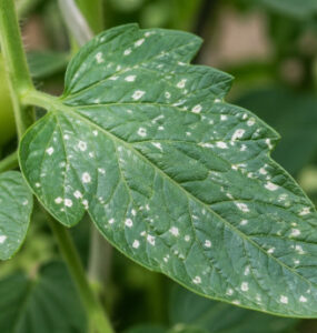 White Spots on Tomato Plants (Causes & Natural Treatments)