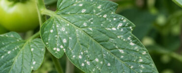 White Spots on Tomato Plants (Causes & Natural Treatments)
