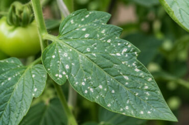 White Spots on Tomato Plants (Causes & Natural Treatments)