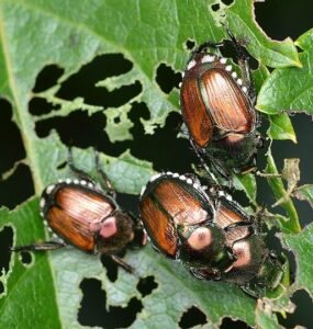21 Natural Ways to Get Rid of Japanese Beetles