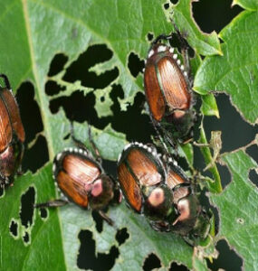 21 Natural Ways to Get Rid of Japanese Beetles