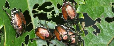 21 Natural Ways to Get Rid of Japanese Beetles