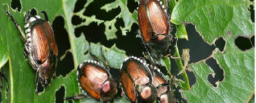 21 Natural Ways to Get Rid of Japanese Beetles