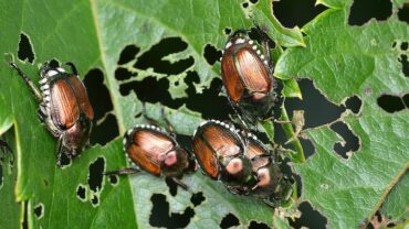 21 Natural Ways to Get Rid of Japanese Beetles