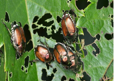 21 Natural Ways to Get Rid of Japanese Beetles