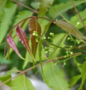 Neem Oil Garden Benefits and Uses
