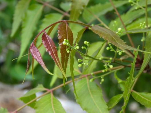 Neem Oil Garden Benefits and Uses