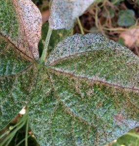 14 Natural Ways to Get Rid of Thrips