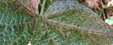 14 Natural Ways to Get Rid of Thrips