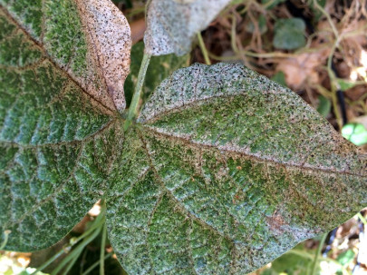 14 Natural Ways to Get Rid of Thrips