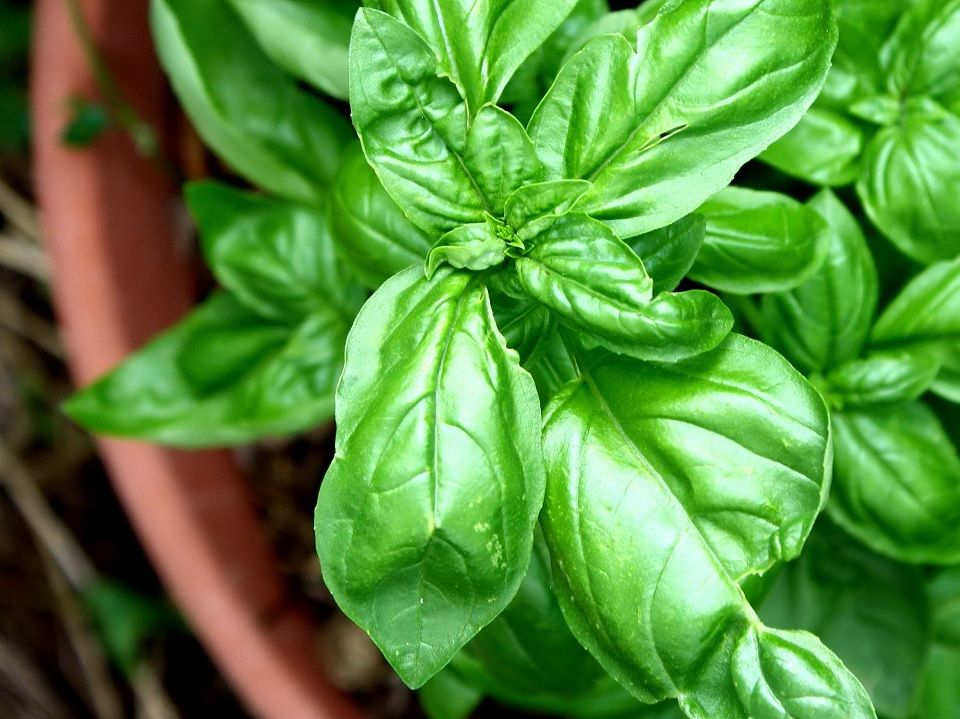 Image of Vietnamese mint companion planting with basil and oregano