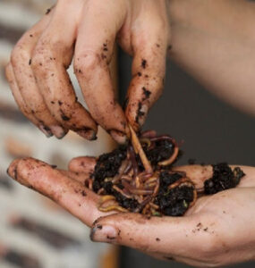 13 Benefits of Earthworm Castings