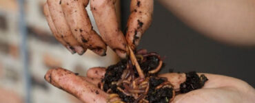 13 Benefits of Earthworm Castings