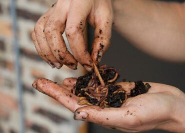 13 Benefits of Earthworm Castings