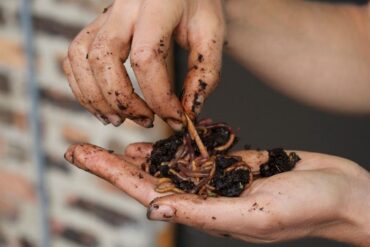 13 Benefits of Earthworm Castings