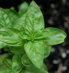 Good and Bad Basil Companion Plants