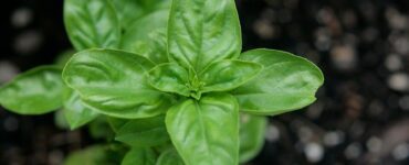 Good and Bad Basil Companion Plants