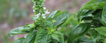 Good and Bad Basil Companion Plants