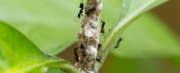 11 Natural Ways to Get Rid of Mealybugs