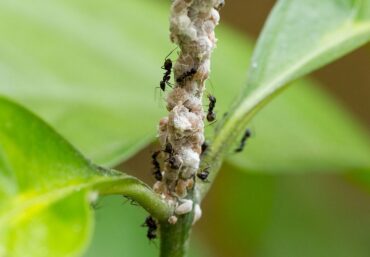11 Natural Ways to Get Rid of Mealybugs