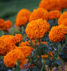 10 Marigold Garden Benefits and How to Grow
