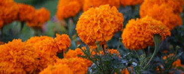 10 Marigold Garden Benefits and How to Grow