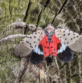 13 Natural Ways to Get Rid of Spotted Lanternflies (Lycorma delicatula)