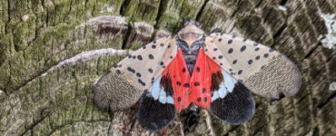 13 Natural Ways to Get Rid of Spotted Lanternflies (Lycorma delicatula)
