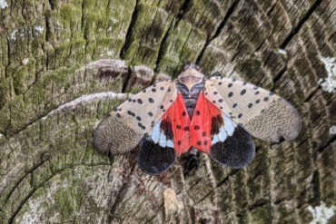13 Natural Ways to Get Rid of Spotted Lanternflies (Lycorma delicatula)