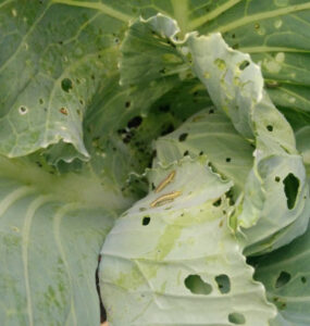 13 Natural Ways to Get Rid of Cabbage Worms