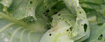 13 Natural Ways to Get Rid of Cabbage Worms