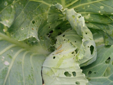 13 Natural Ways to Get Rid of Cabbage Worms