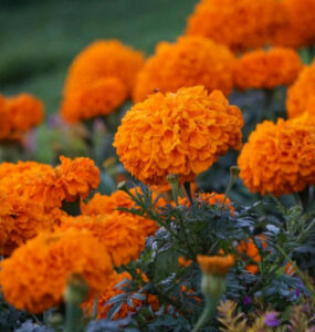10 Marigold Garden Benefits and How to Grow