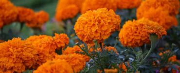 10 Marigold Garden Benefits and How to Grow
