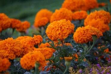 10 Marigold Garden Benefits and How to Grow