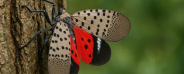 13 Natural Ways to Get Rid of Spotted Lanternflies (Lycorma delicatula)