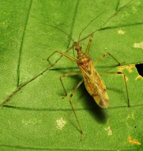 Damsel Bug Garden Benefits and How to Attract Them