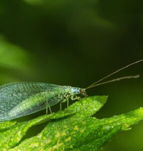 Green Lacewing Benefits and How to Attract Them