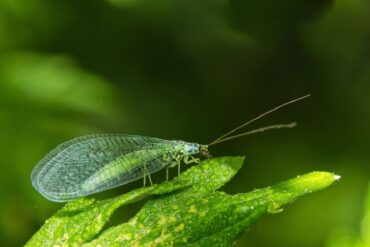 Green Lacewing Benefits and How to Attract Them