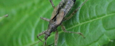 Damsel Bug Garden Benefits and How to Attract Them