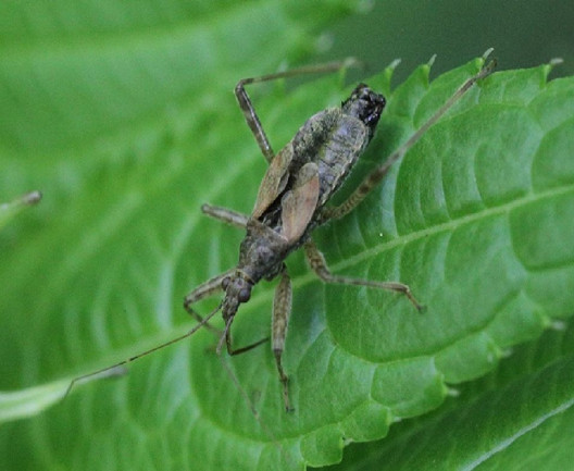 Damsel Bug Garden Benefits and How to Attract Them