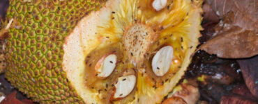 13 Natural Ways to Get Rid of Fruit Flies