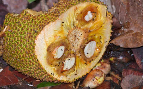 13 Natural Ways to Get Rid of Fruit Flies