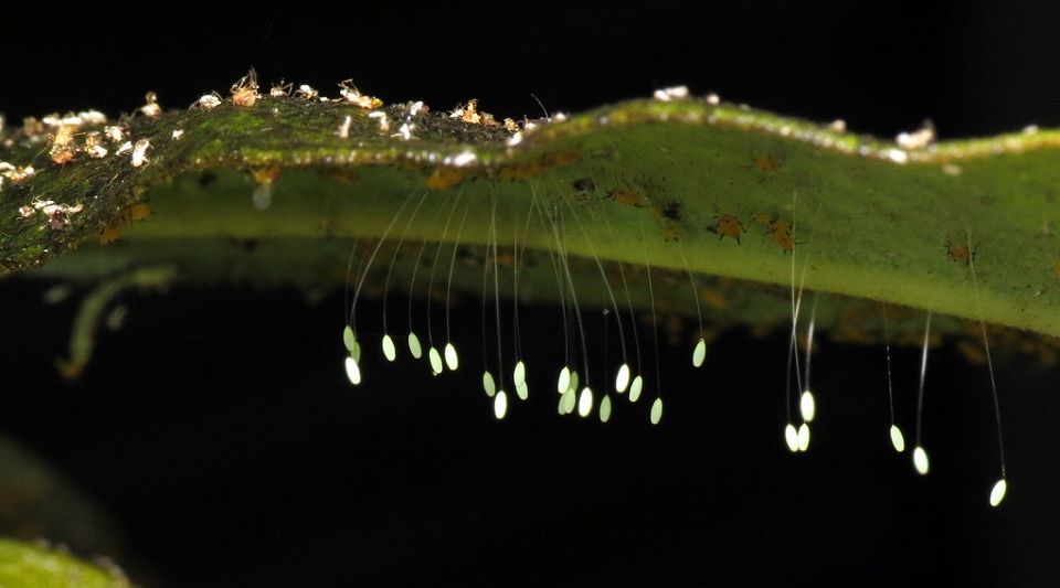 Green lacewing eggs