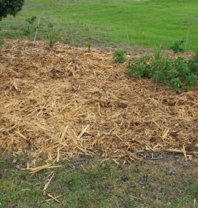 9 Best Types of Garden Mulch