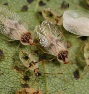 9 Natural Ways to Get Rid of Lace bugs