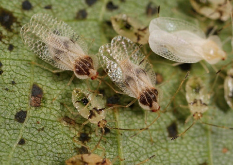 9 Natural Ways to Get Rid of Lace bugs