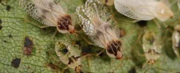 Natural Ways to Get Rid of Lace bugs